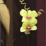 green dendrobium orchids boutonniere